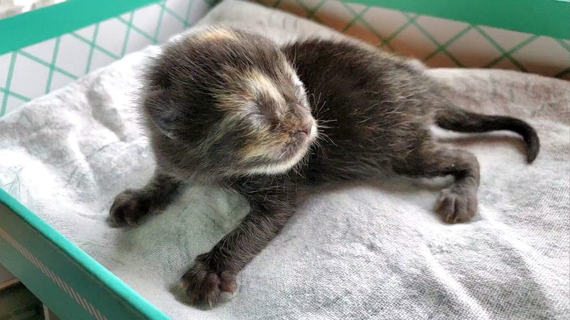 Adopt a Pet | Kitten season